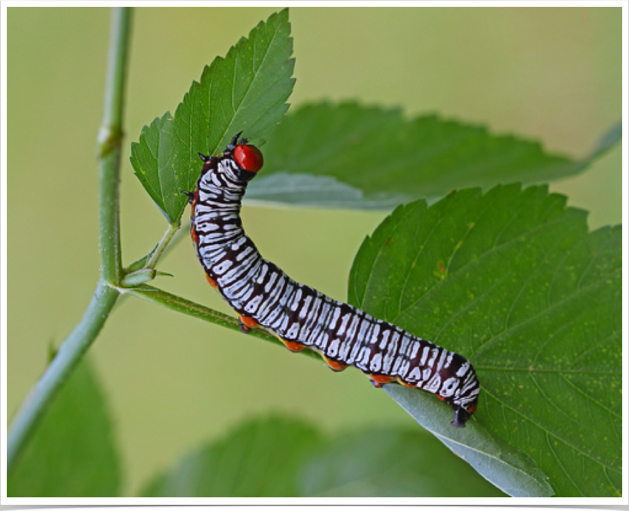 Diphthera festiva
Hieroglyphic Moth
Baldwin County, Alabama